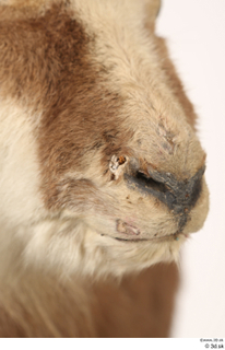 Alpine chamois Rupicapra rupicapra mouth nose 0003.jpg